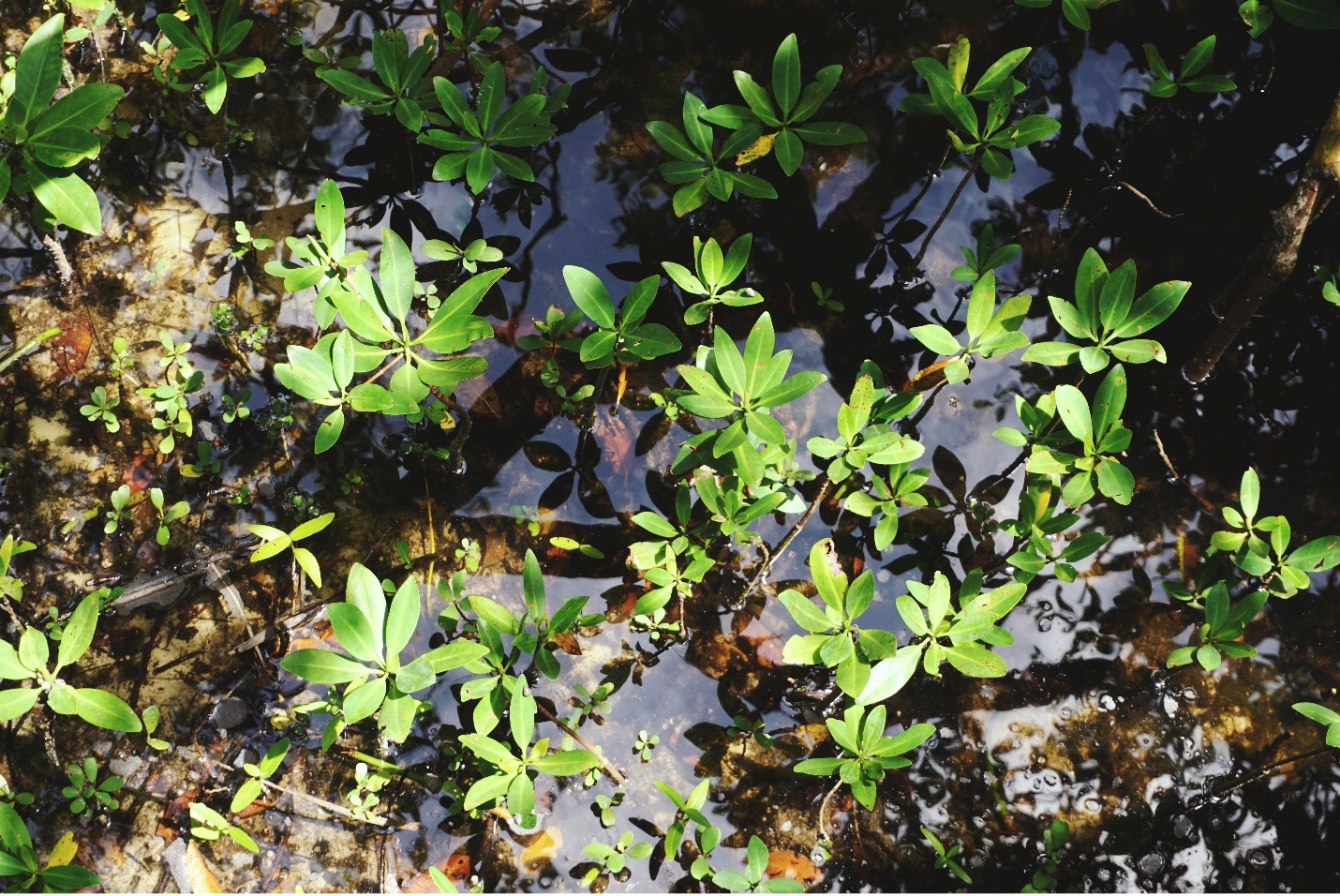 Mangroves